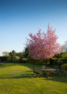 cherry blossoms