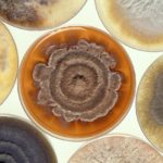 mold