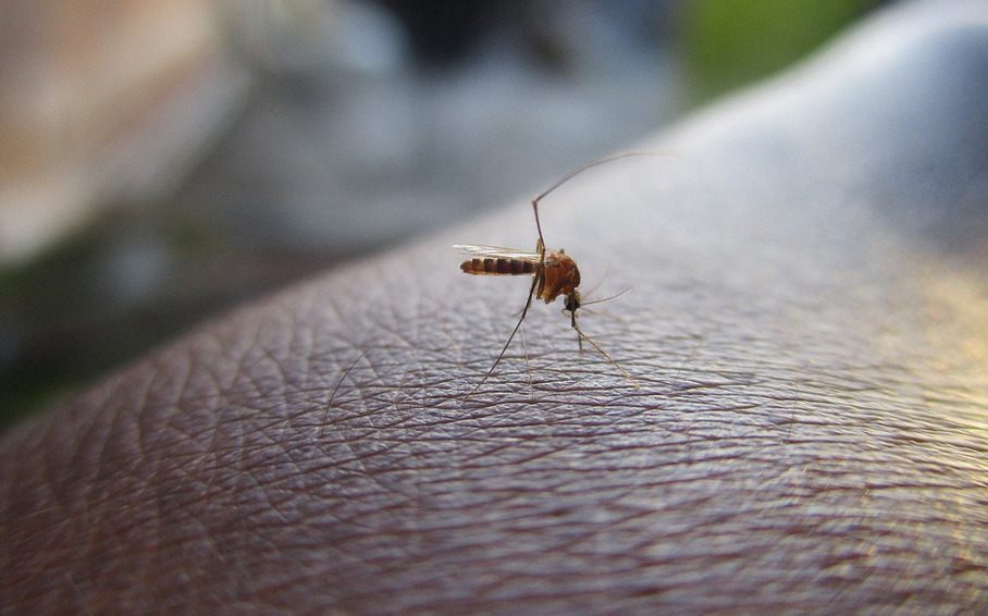 mosquito