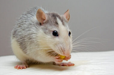 rodent